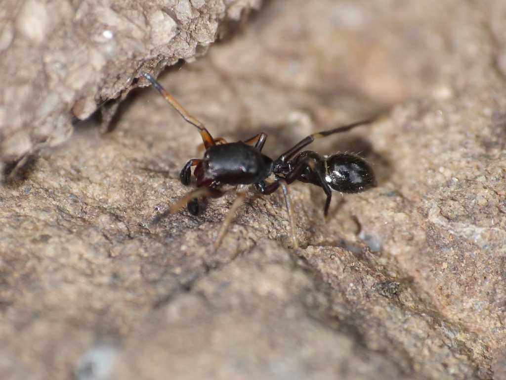 Leptorchestes (Salticidae) - Tolfa (RM)